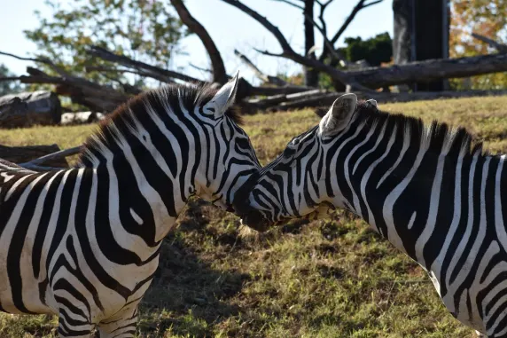 Casinia Kasino Podpora